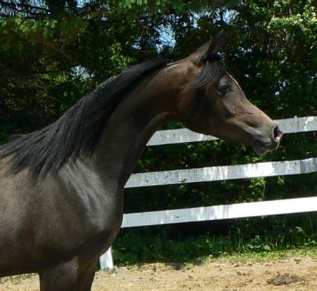 Time saving, streamlined searches. . Horses for sale in maine